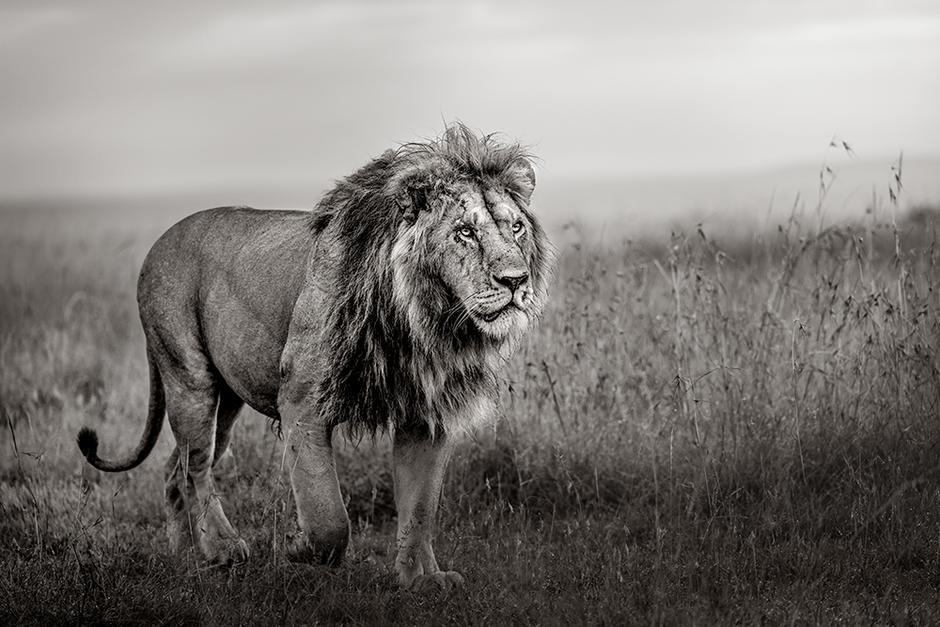 Lion