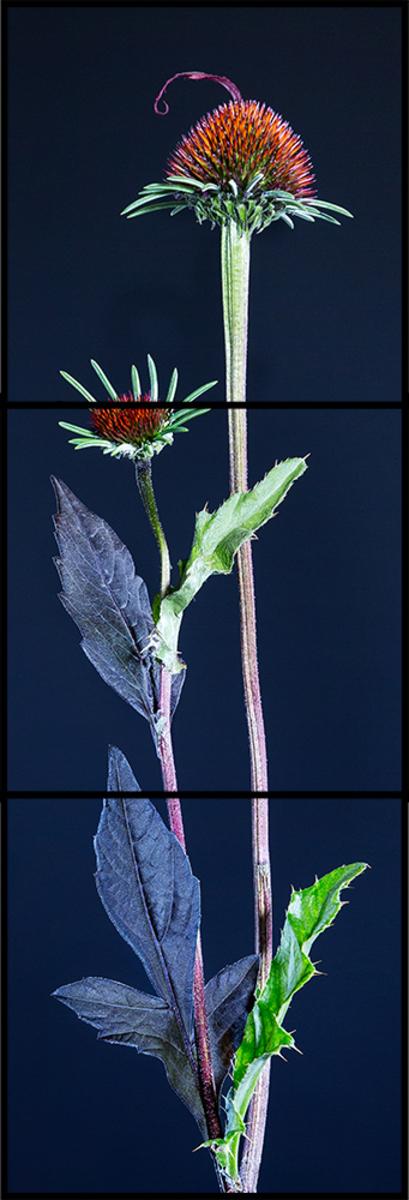 Fabel VII - Rudbeckia fulgida, Praktsolhatt