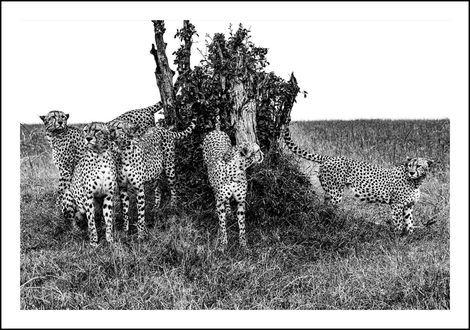 Five Cheetas