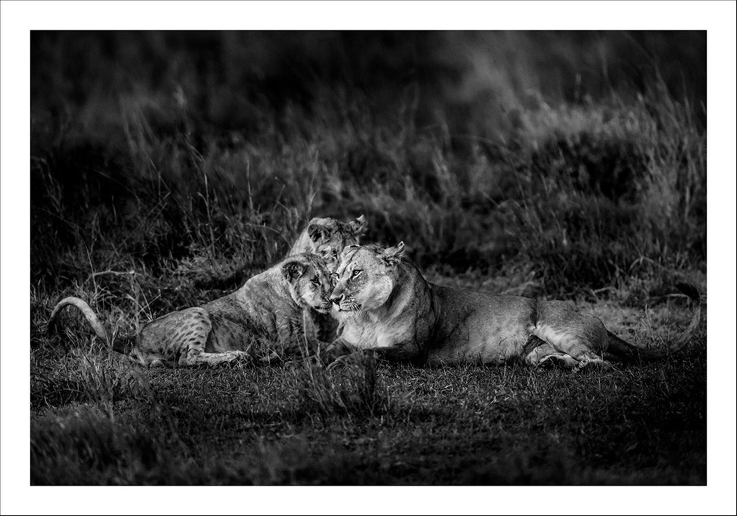 Lioness With Cubs