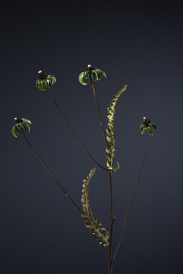 Fabel VI -Globulariaceae Kuleblomstfamilien