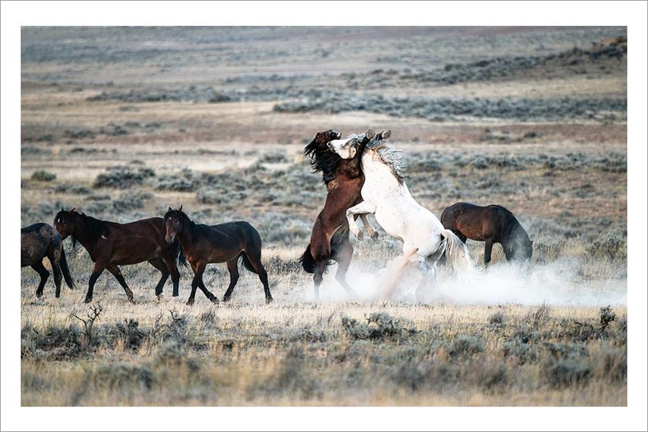 Wild Horses