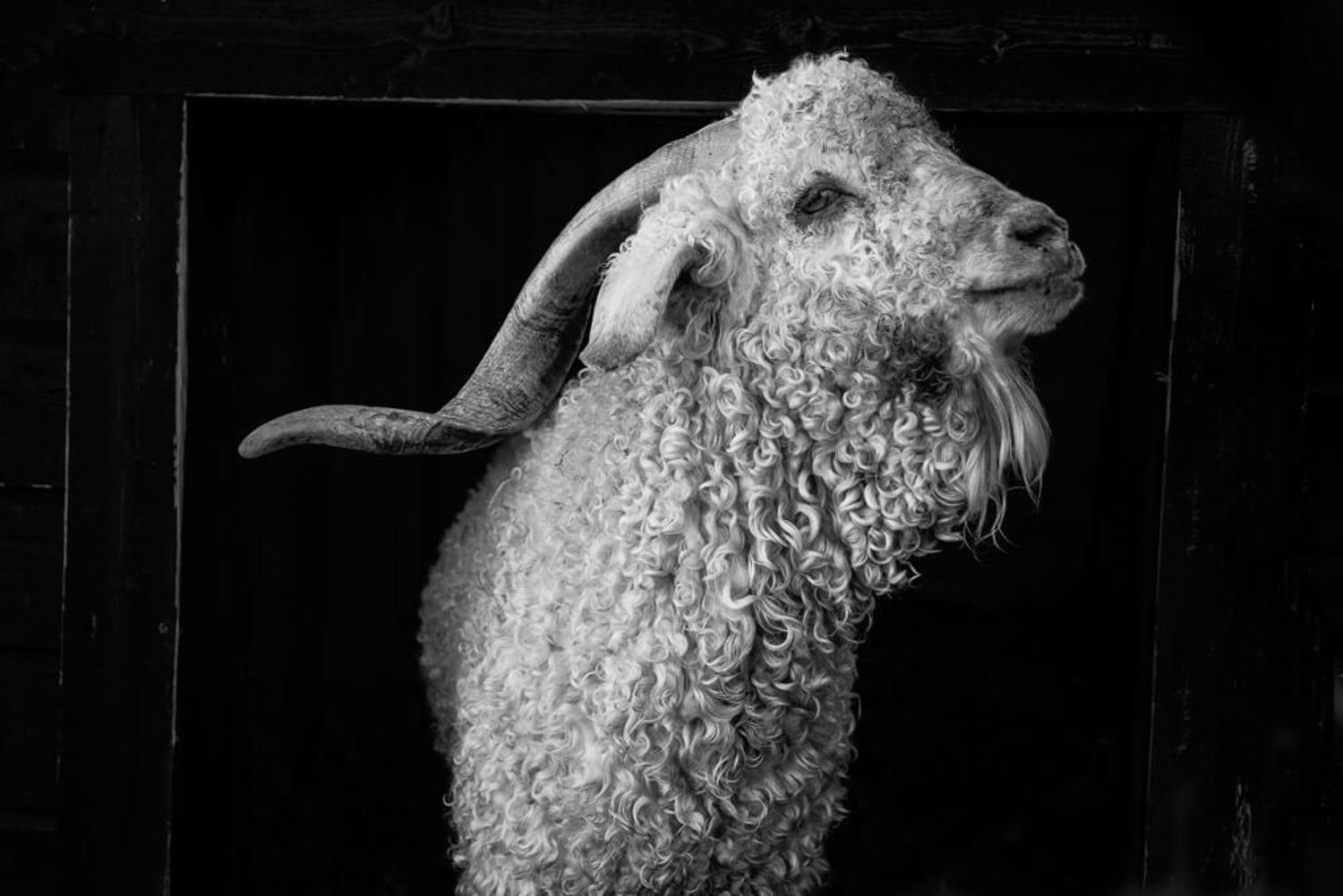 Mohair - Bukk I
