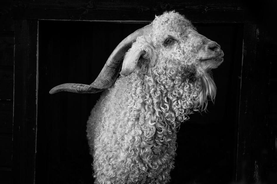 Mohair - Bukk I