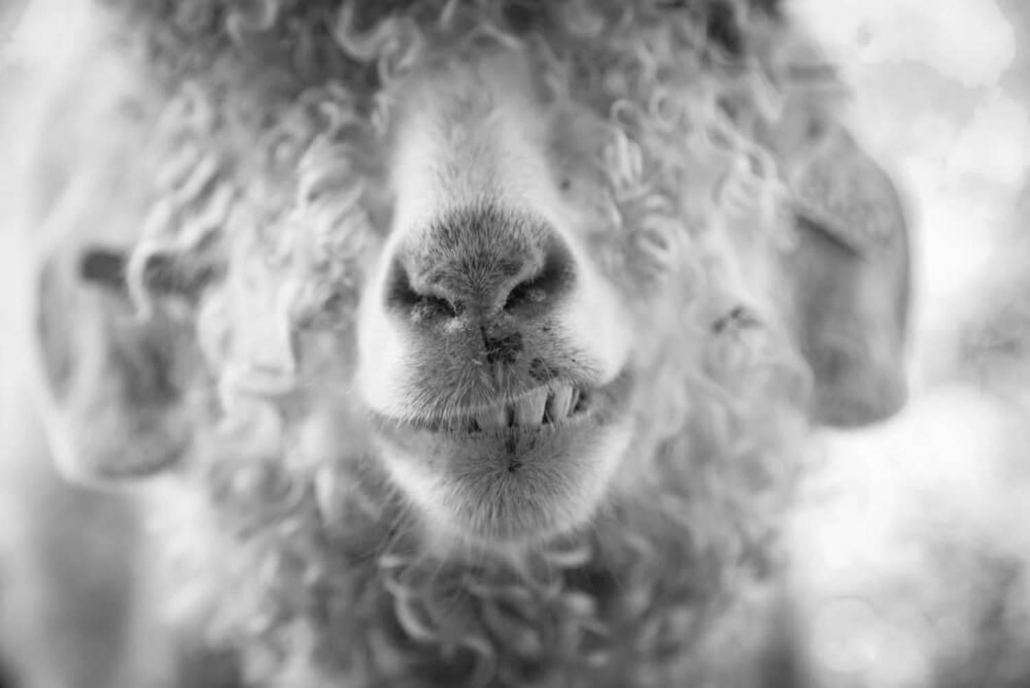Mohair - Say Cheese
