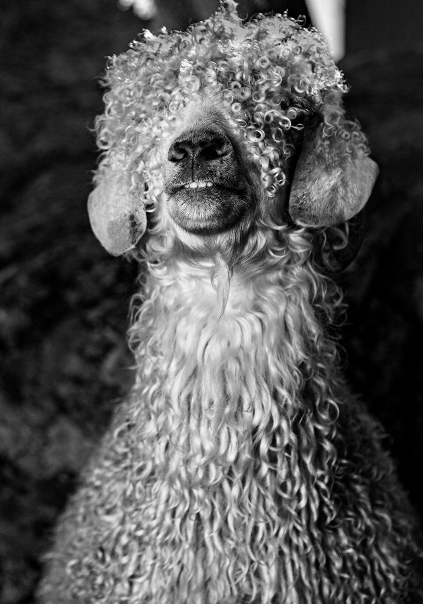 Mohair - Smalhans