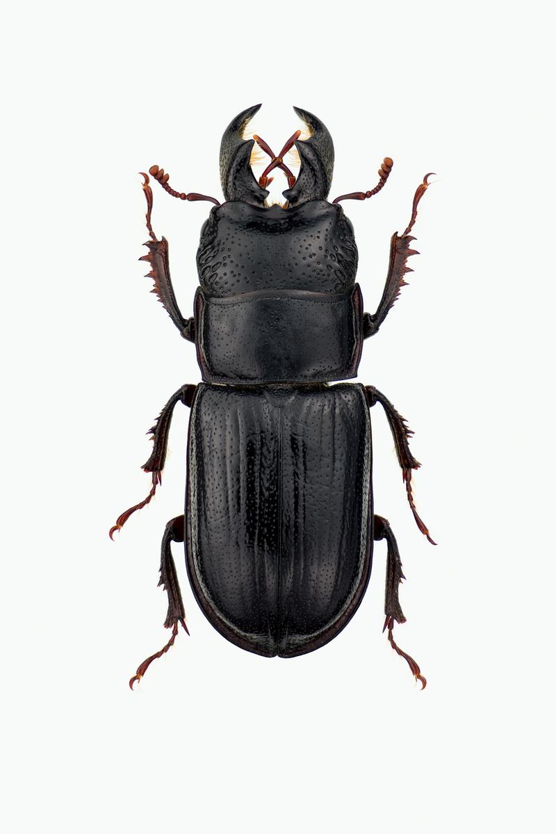 Testprint  SVARTHJORT - Ceruchus chrysomelinus