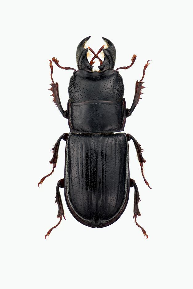 Testprint  SVARTHJORT - Ceruchus chrysomelinus