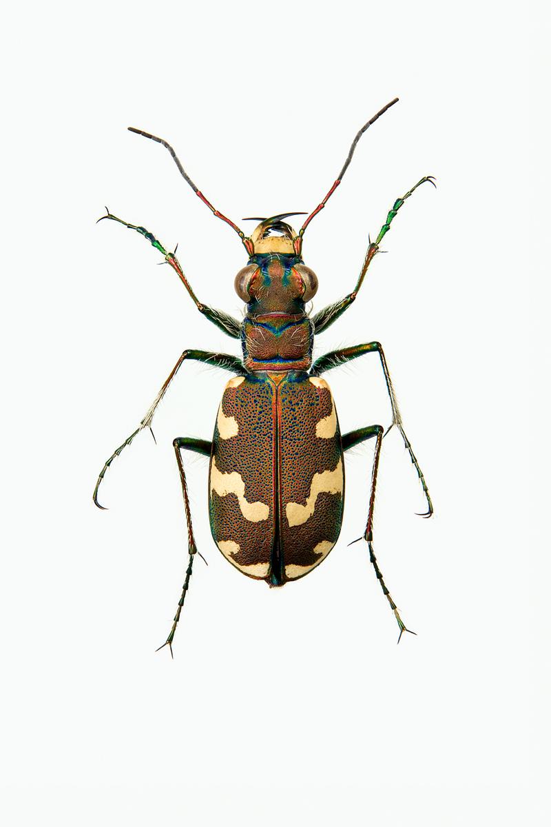 Testprint ELVESANDJEGER - Cicindela maritima