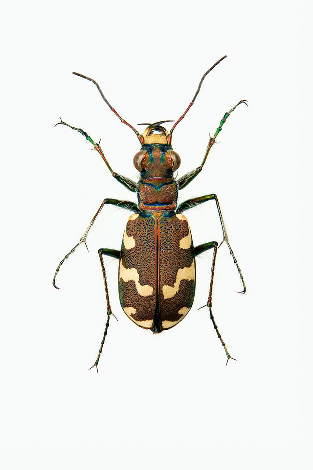 Testprint ELVESANDJEGER - Cicindela maritima