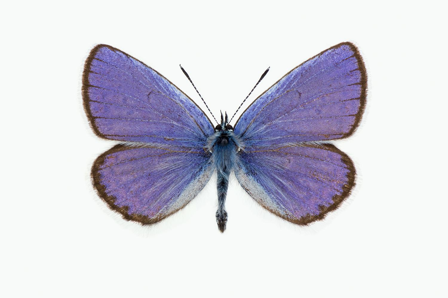 LAKRISMJELTBLÅVINGE - Plebejus argyrognomon