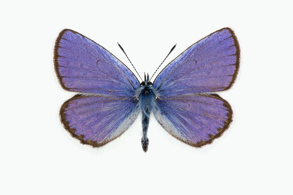 LAKRISMJELTBLÅVINGE - Plebejus argyrognomon