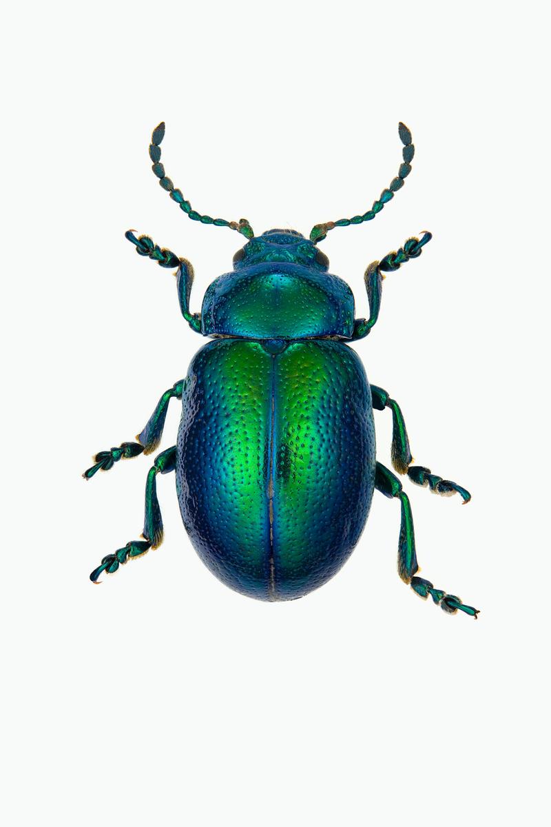 CHRYSOLINA GRAMINIS - Chrysolina graminis