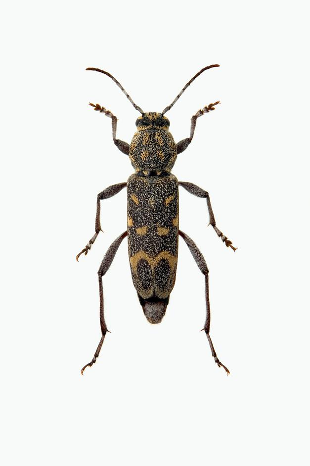 PANTERBUKK - Rusticoclytus pantherinus