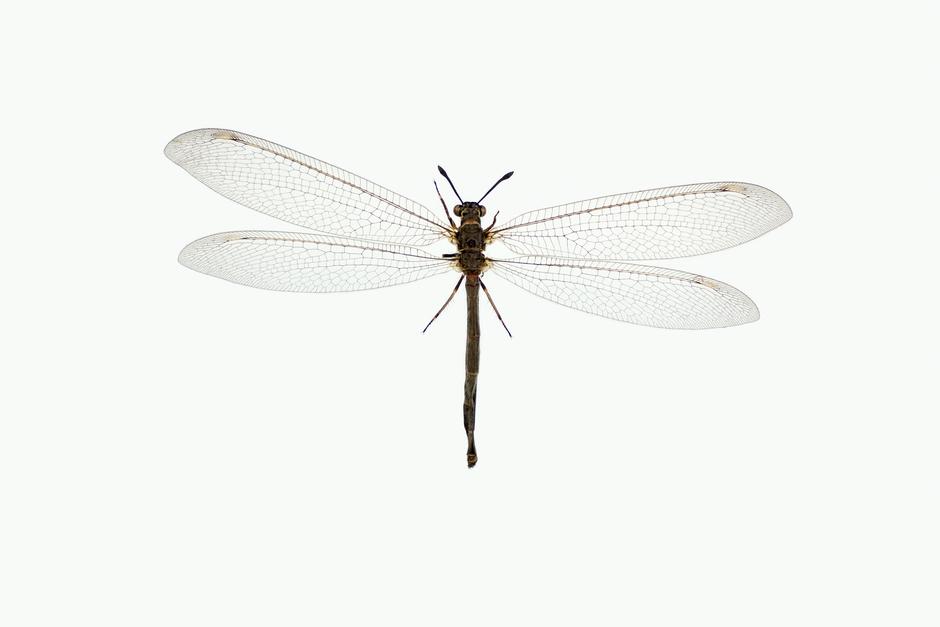 STRANDMAURLØVE -  Myrmeleon bore