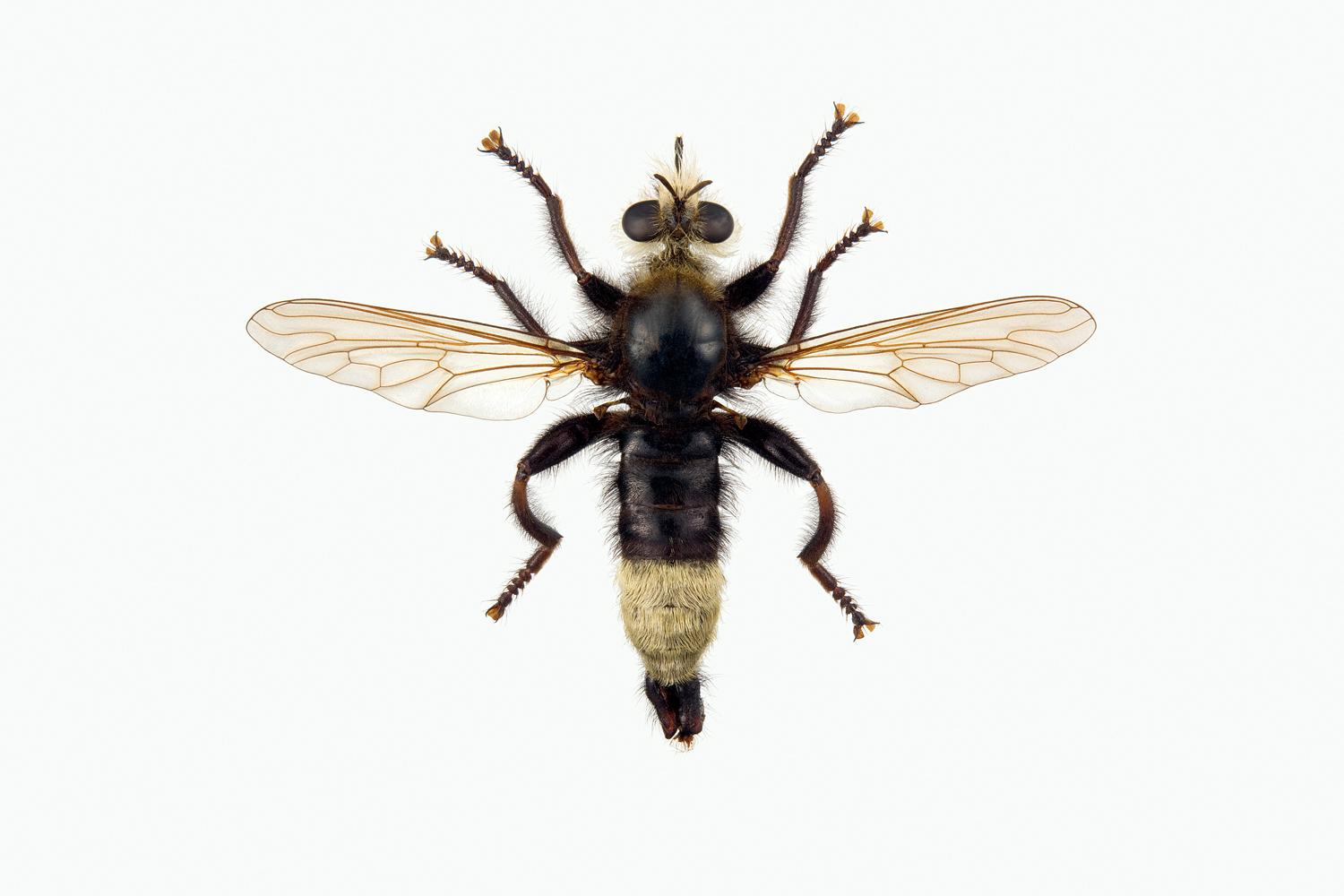 PUKKELRYGGET ROVFLUE - Laphria gibbosa