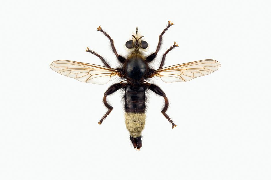 PUKKELRYGGET ROVFLUE - Laphria gibbosa