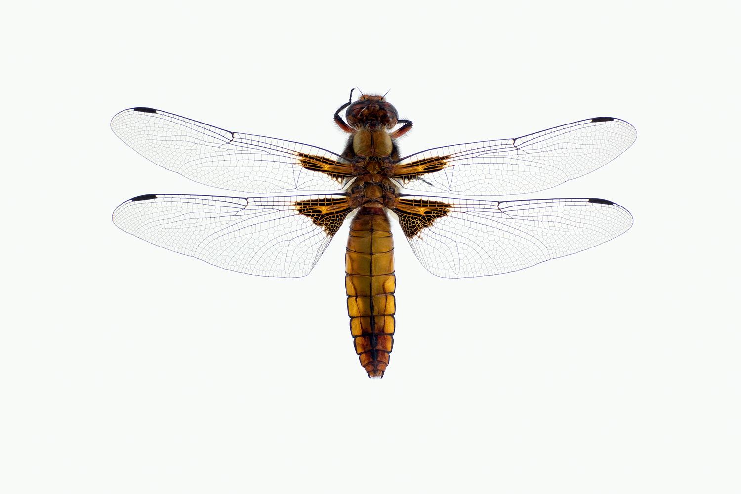 BRED BLÅLIBELLE - Libellula depressa