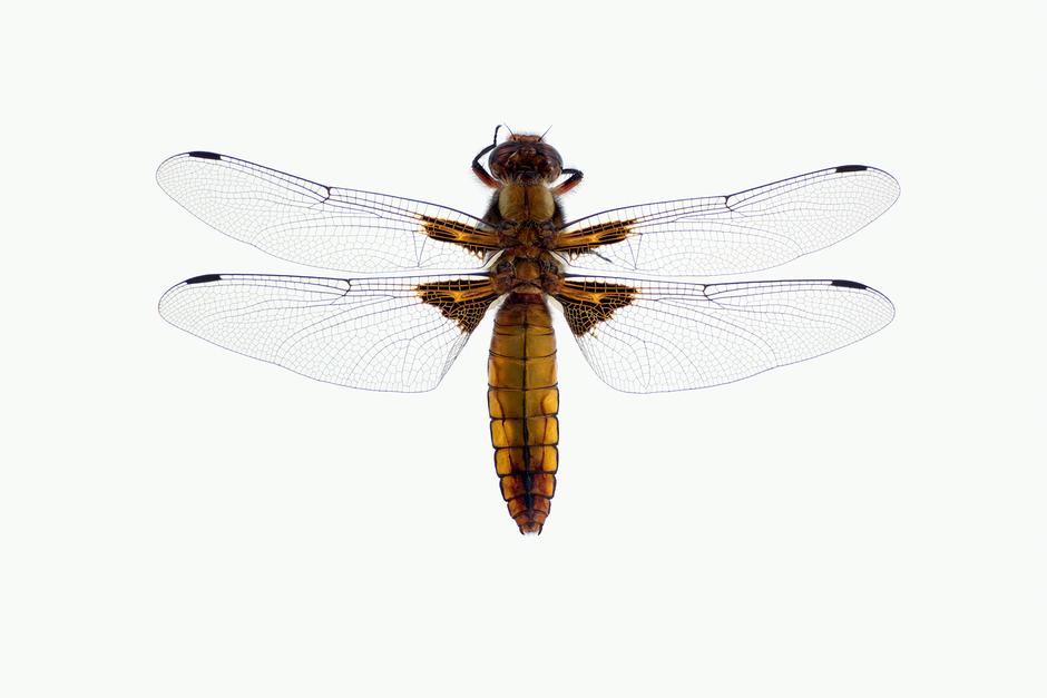 BRED BLÅLIBELLE - Libellula depressa