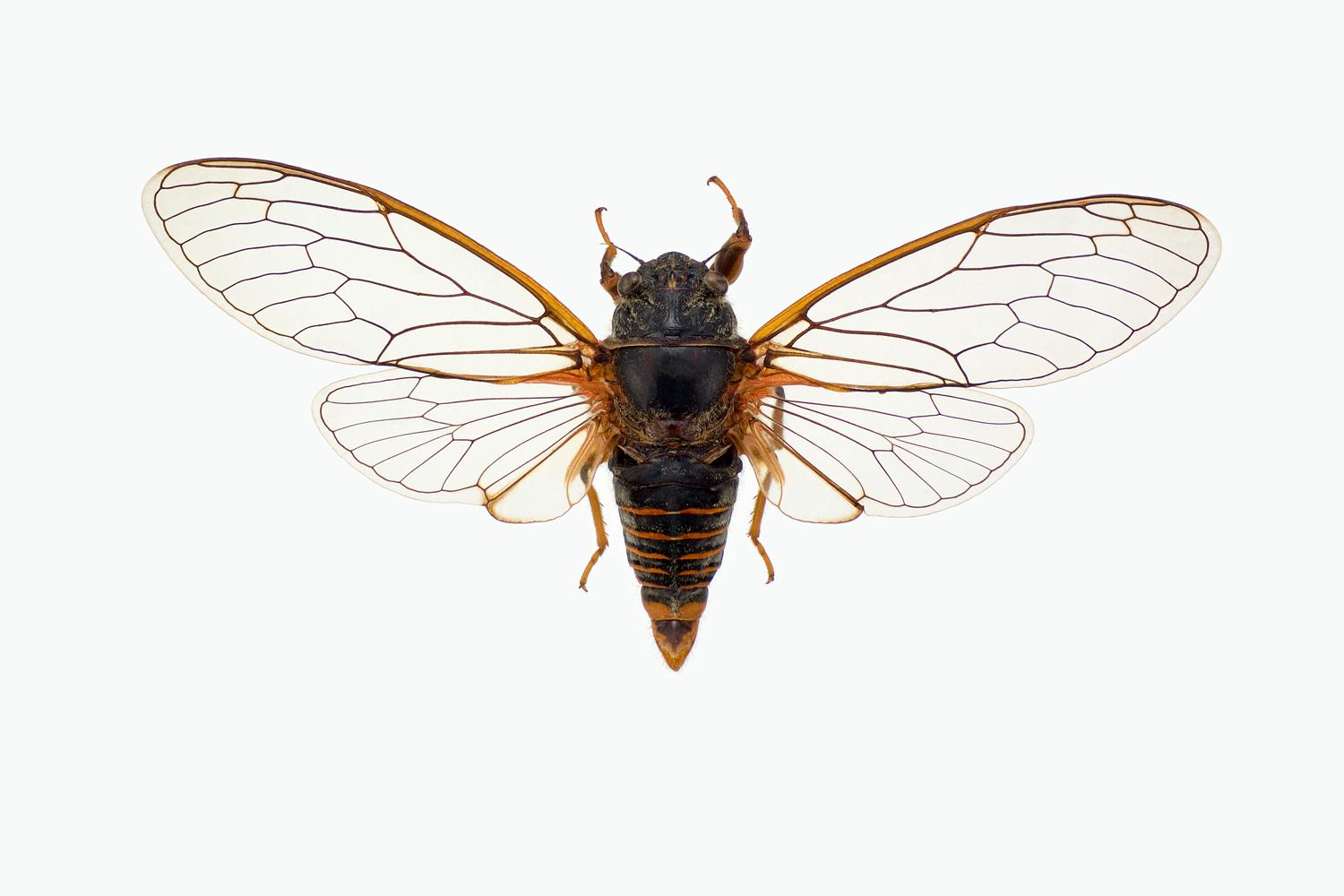 SANGSIKADE - Cicadetta montana