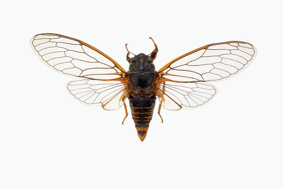 SANGSIKADE - Cicadetta montana
