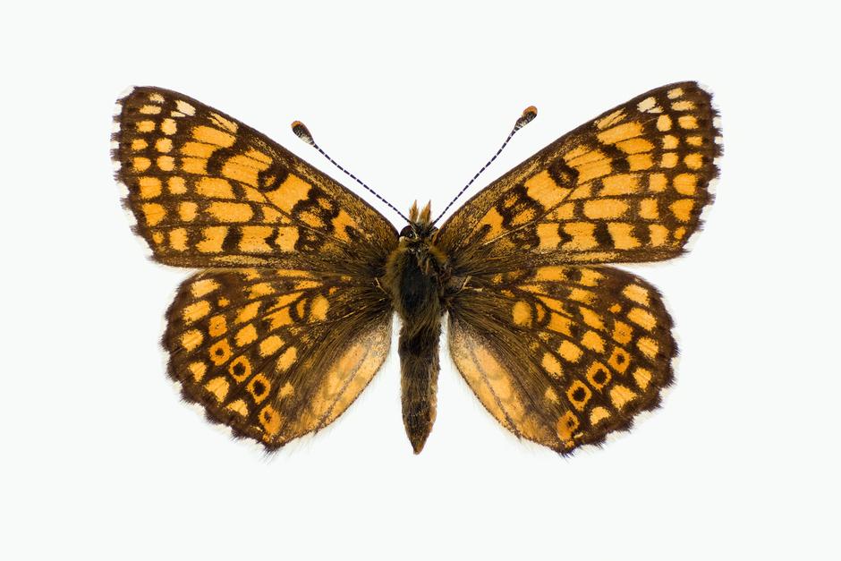 PRIKKRUTEVINGE - Melitaea cinxia