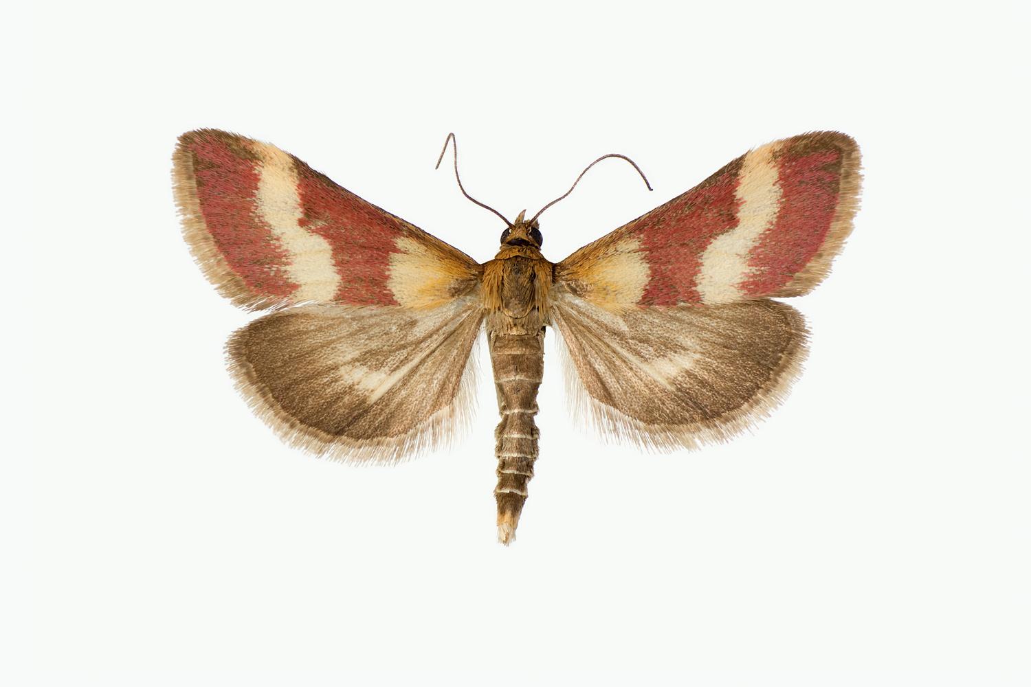 BLODENGMOTT - Pyrausta sanguinalis