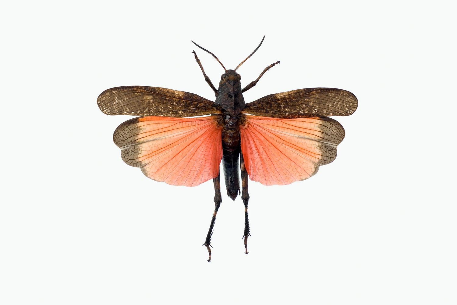 KLAPREGRESSHOPPE - Psophus stridulus