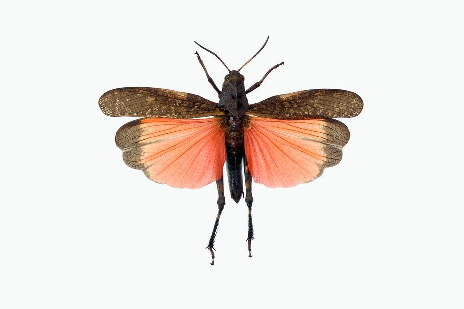 KLAPREGRESSHOPPE - Psophus stridulus