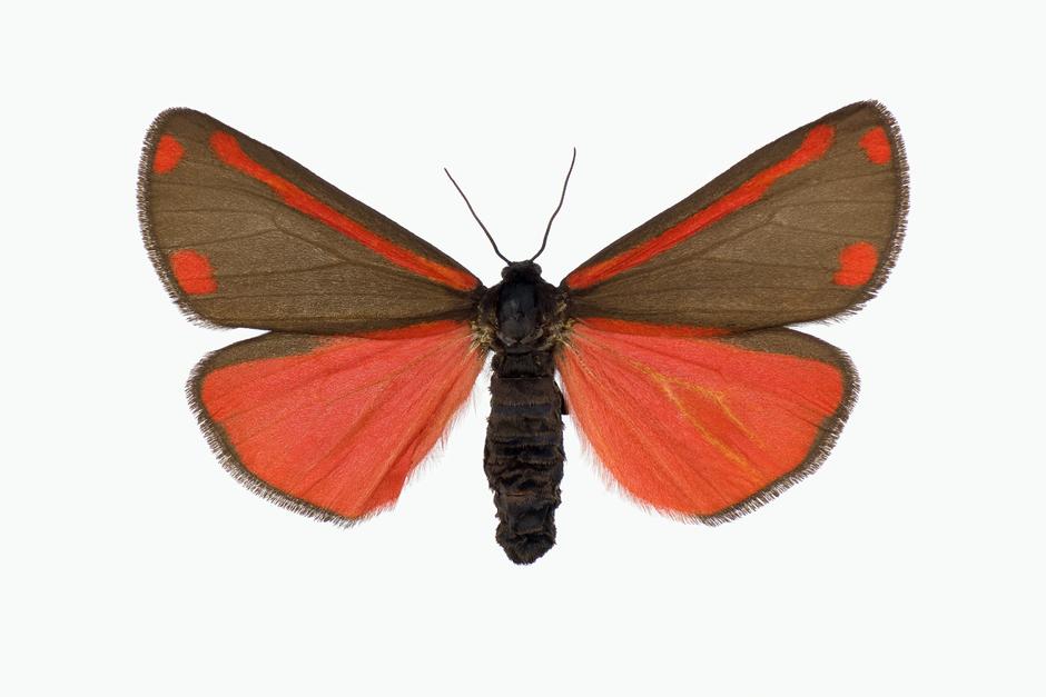 KARMINSPINNER - Tyria jacobaeae