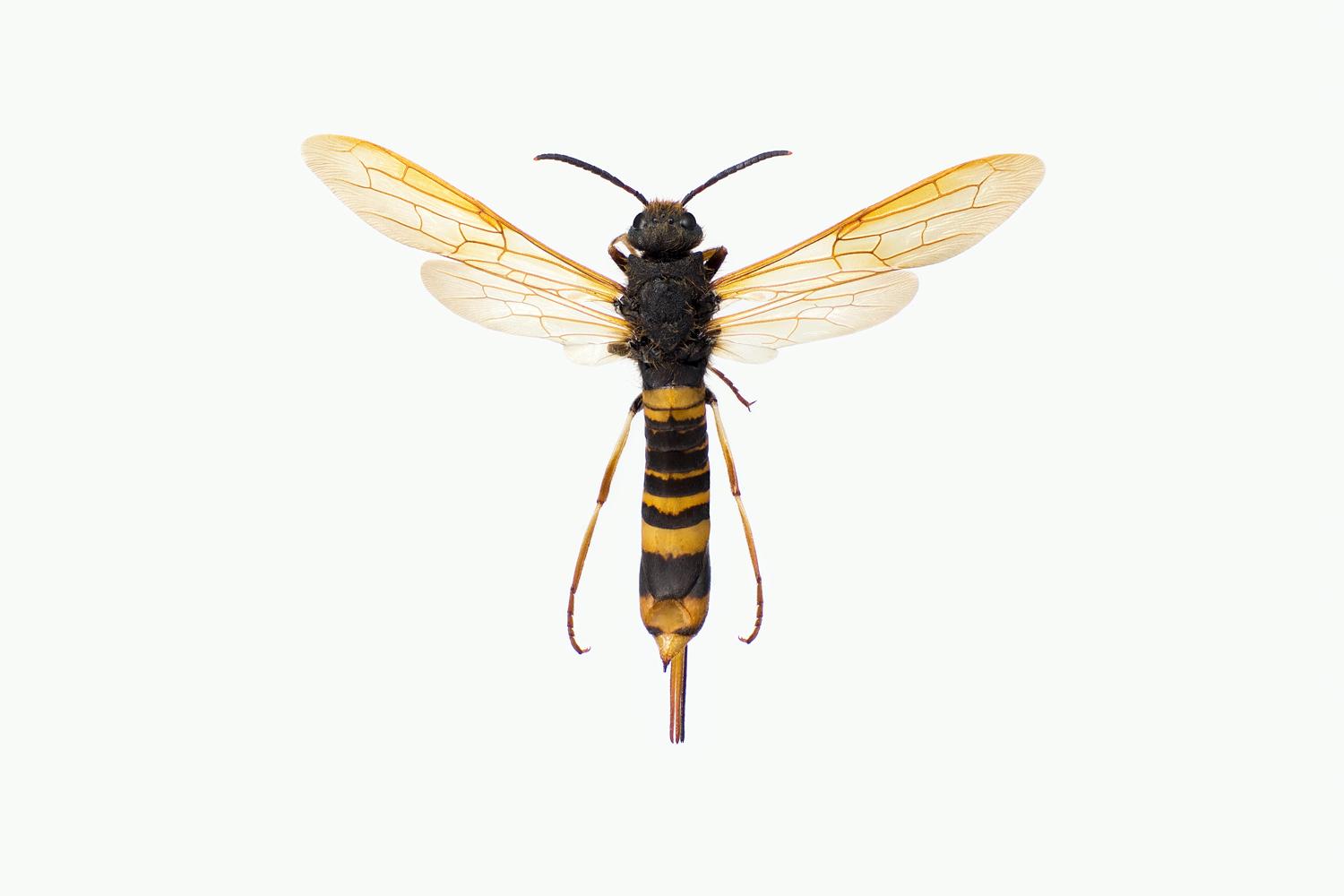 BARTREVEPS - Tremex fuscicornis