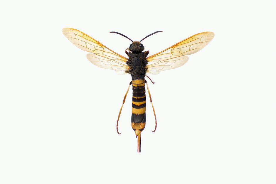 BARTREVEPS - Tremex fuscicornis