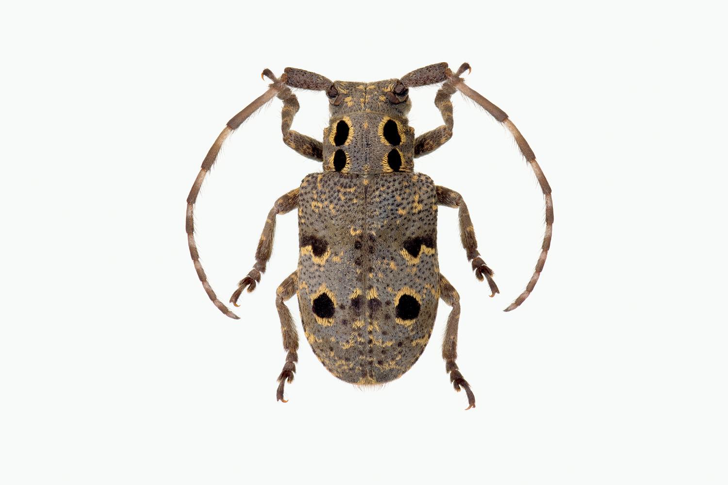 ØYEFLEKKBUKK - Mesosa curculionoides