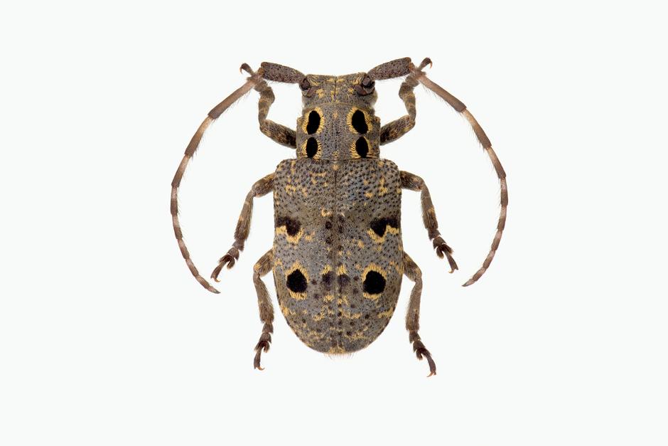 ØYEFLEKKBUKK - Mesosa curculionoides