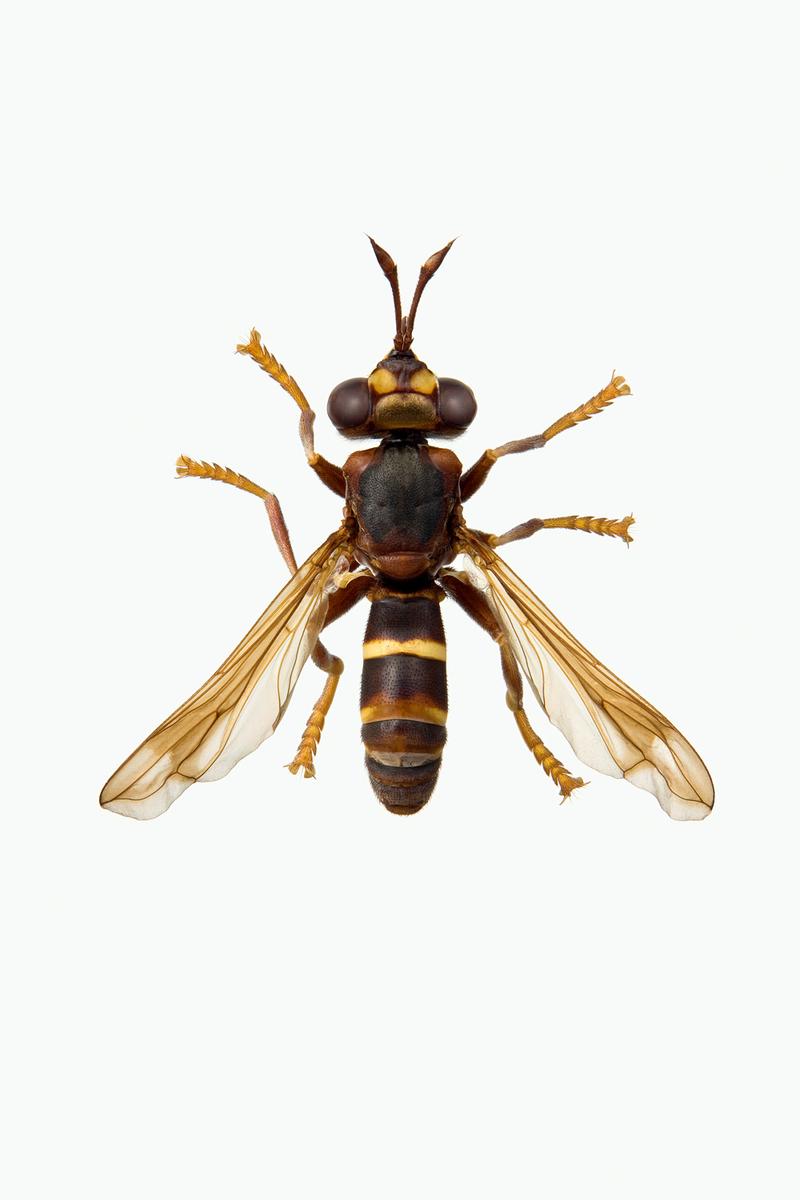PHYSOCEPHALA VITTATA - Physocephala vittata