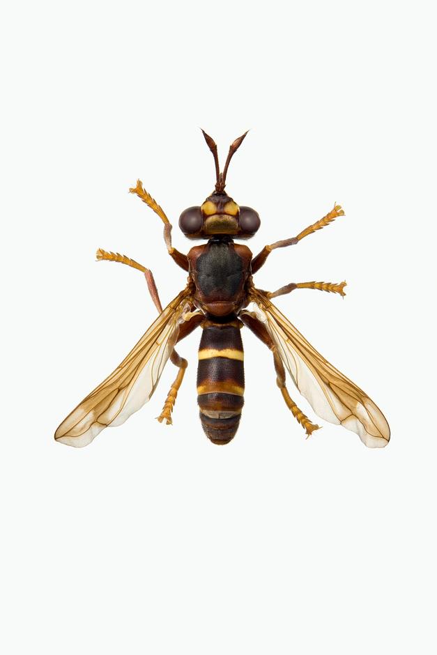 PHYSOCEPHALA VITTATA - Physocephala vittata