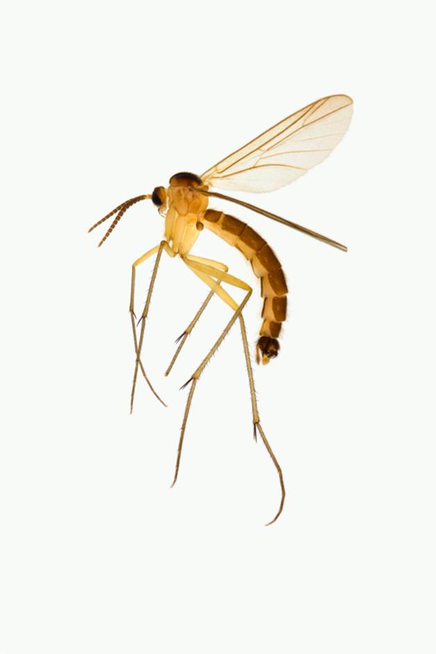 SYMMERUS NOBILIS - Symmerus nobilis