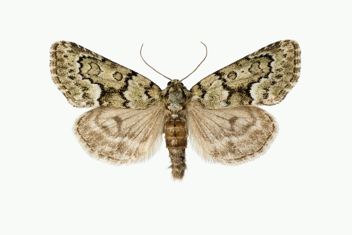 SKJEGGLAVFLY - Victrix umovii