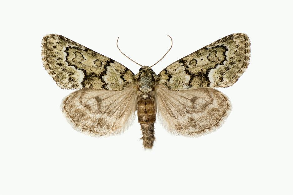SKJEGGLAVFLY - Victrix umovii