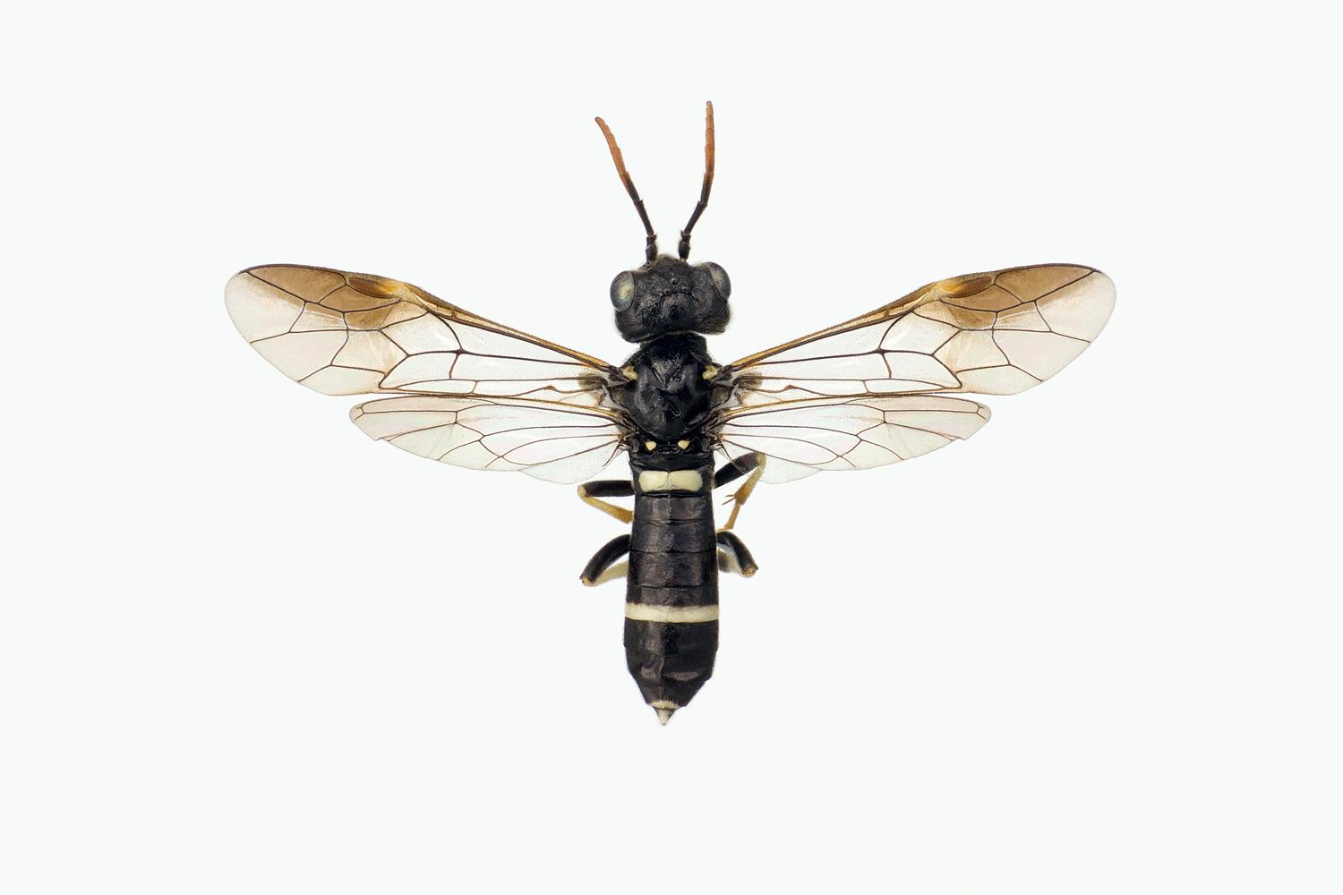 ALLANTUS TOGATUS - Allantus togatus