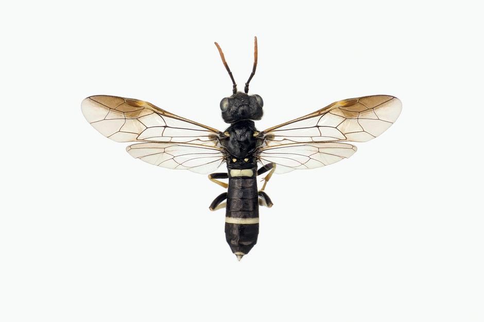 ALLANTUS TOGATUS - Allantus togatus