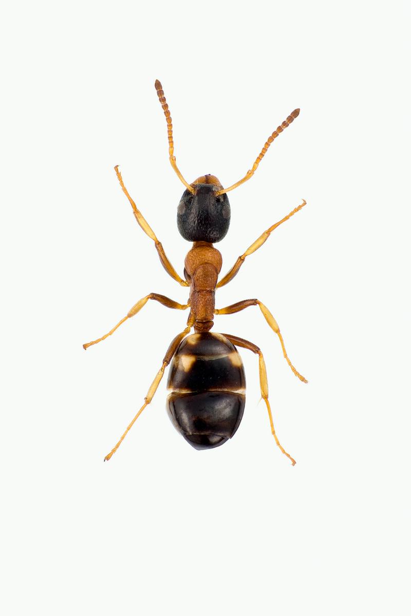 FIREFLEKKET TREMAUR - Dolichoderus quadripunctatus