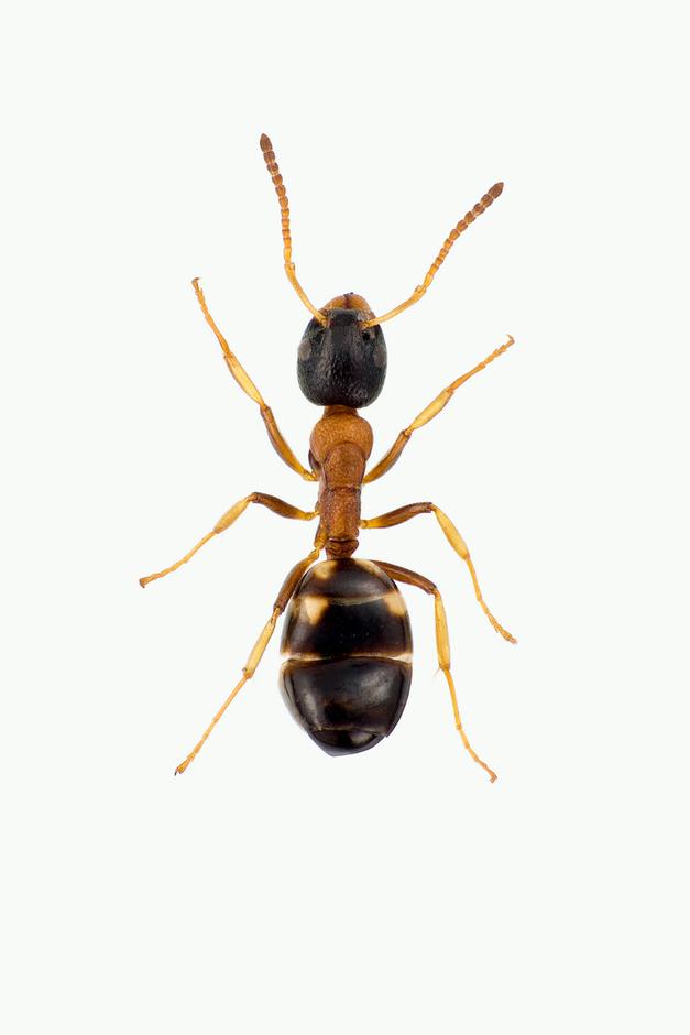 FIREFLEKKET TREMAUR - Dolichoderus quadripunctatus
