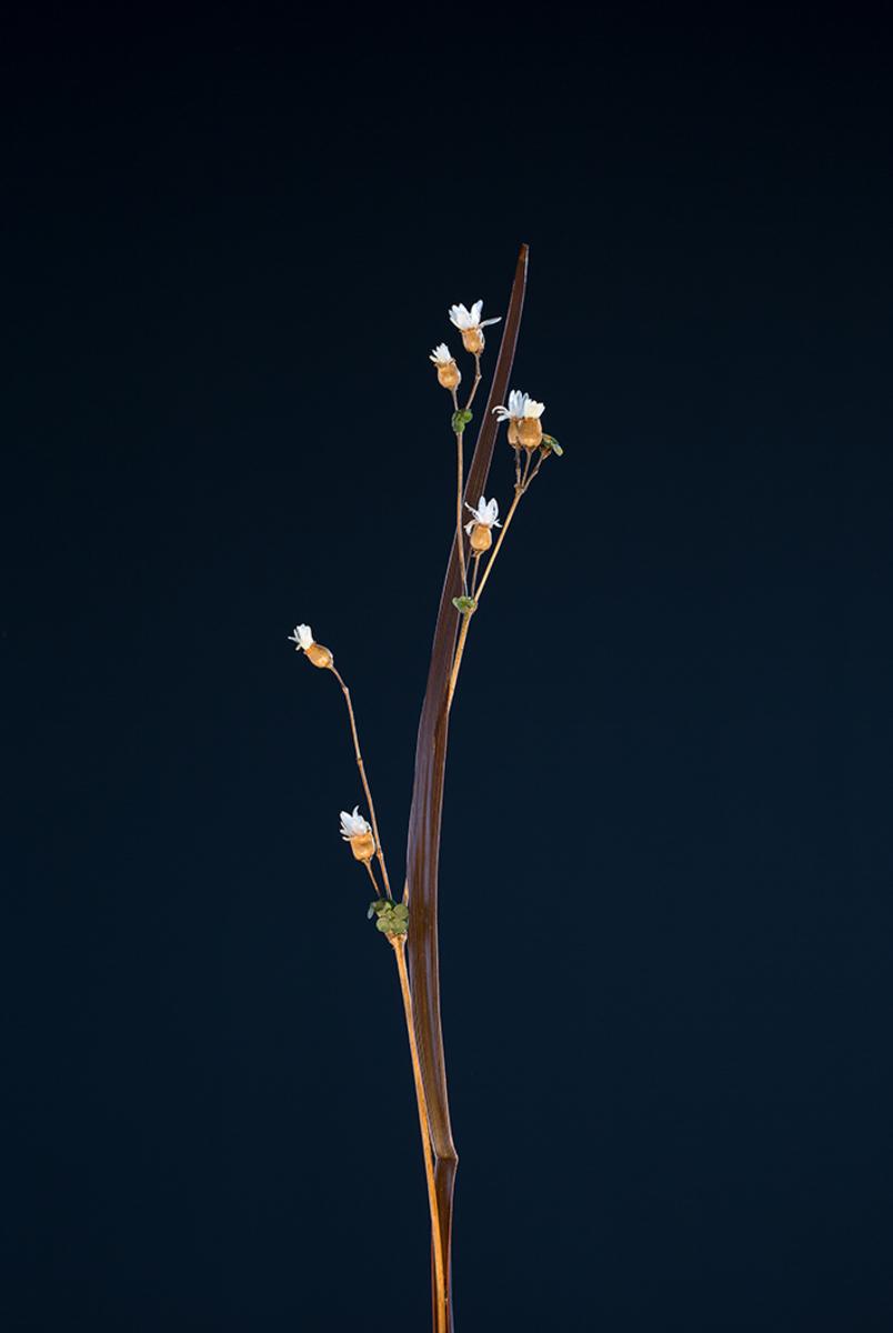 Fabel IV - Onagraceae - Nattlysfamilien