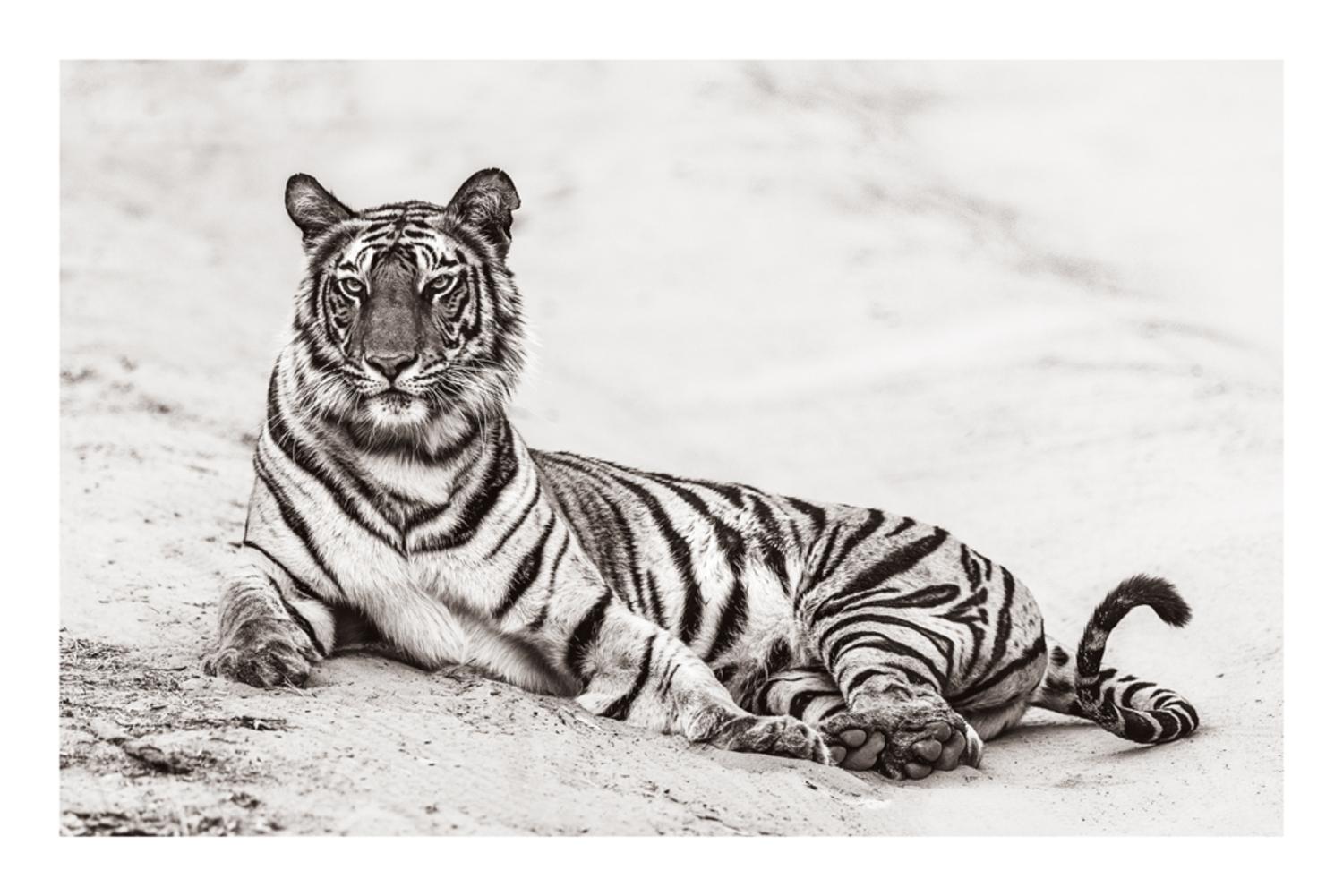 Tiger I