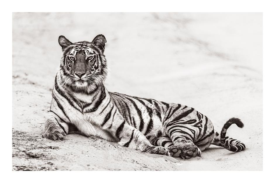 Tiger I