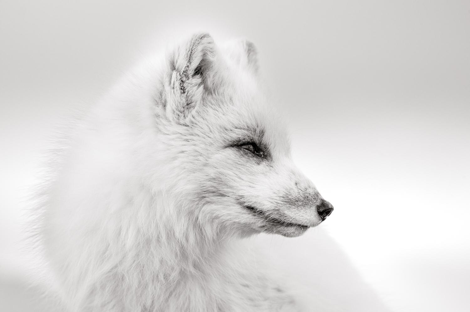 Vulpis vitta - Snørev