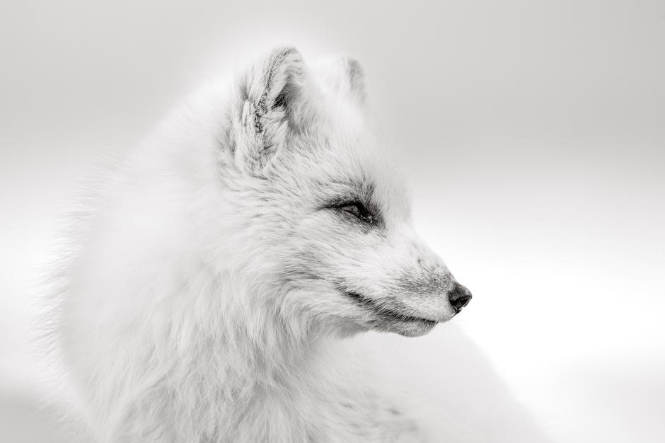Vulpis vitta - Snørev