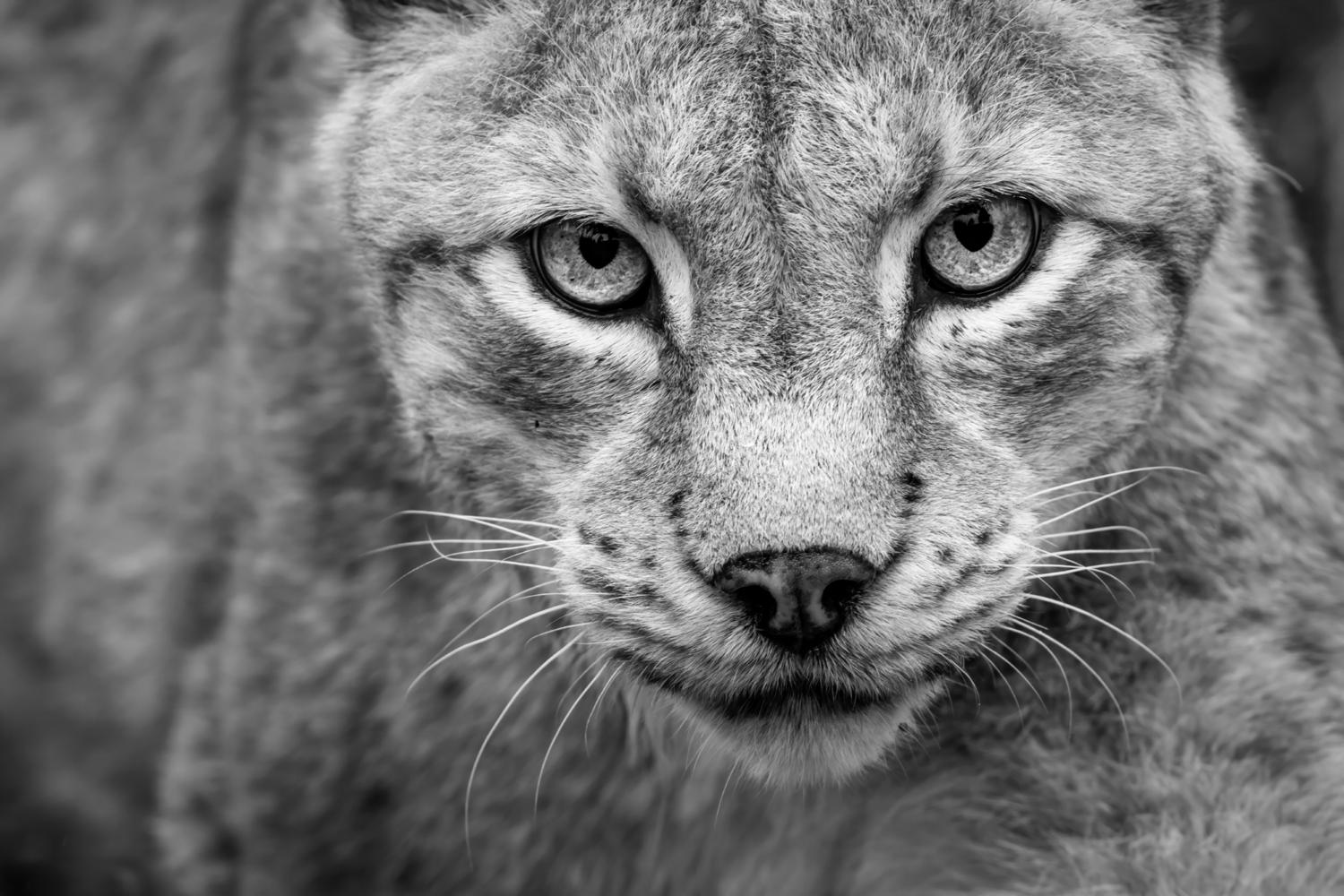 Lynx - Gaupe #1