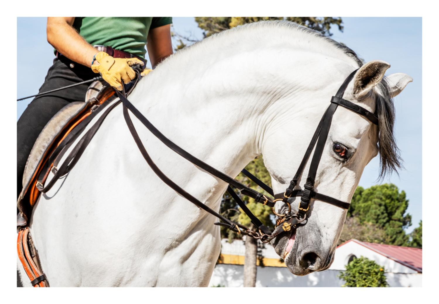 Royal Equestrian Art #1